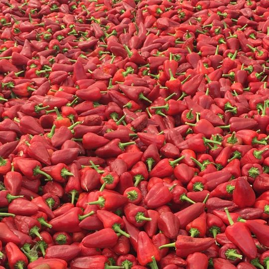 pimientos rojos